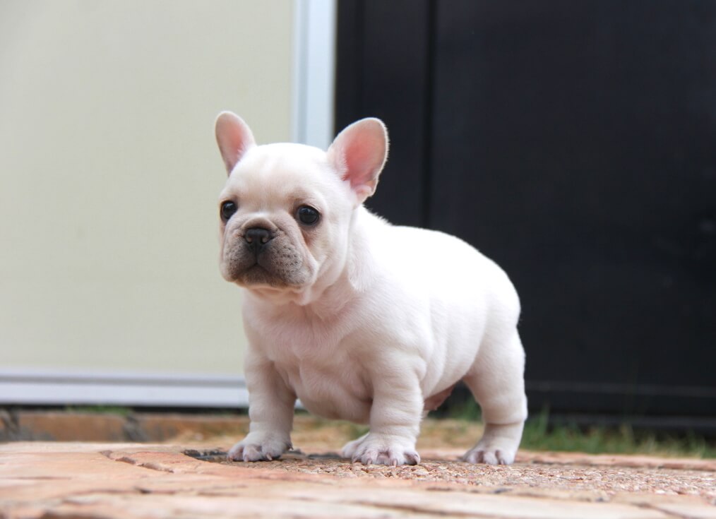 常に 手のひら 影のある フレブル 子犬