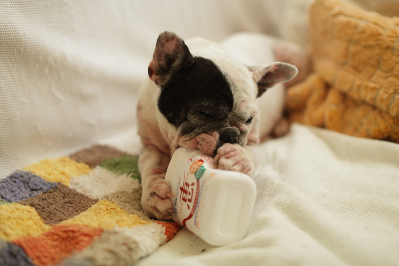 パイド 白黒 の有名フレンチブルドッグまとめ パピコファミリー アカさん チャァ フレンチブルドッグライフ