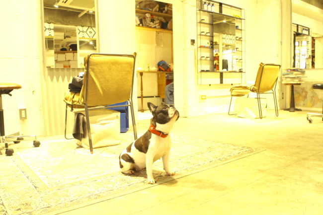 看板犬