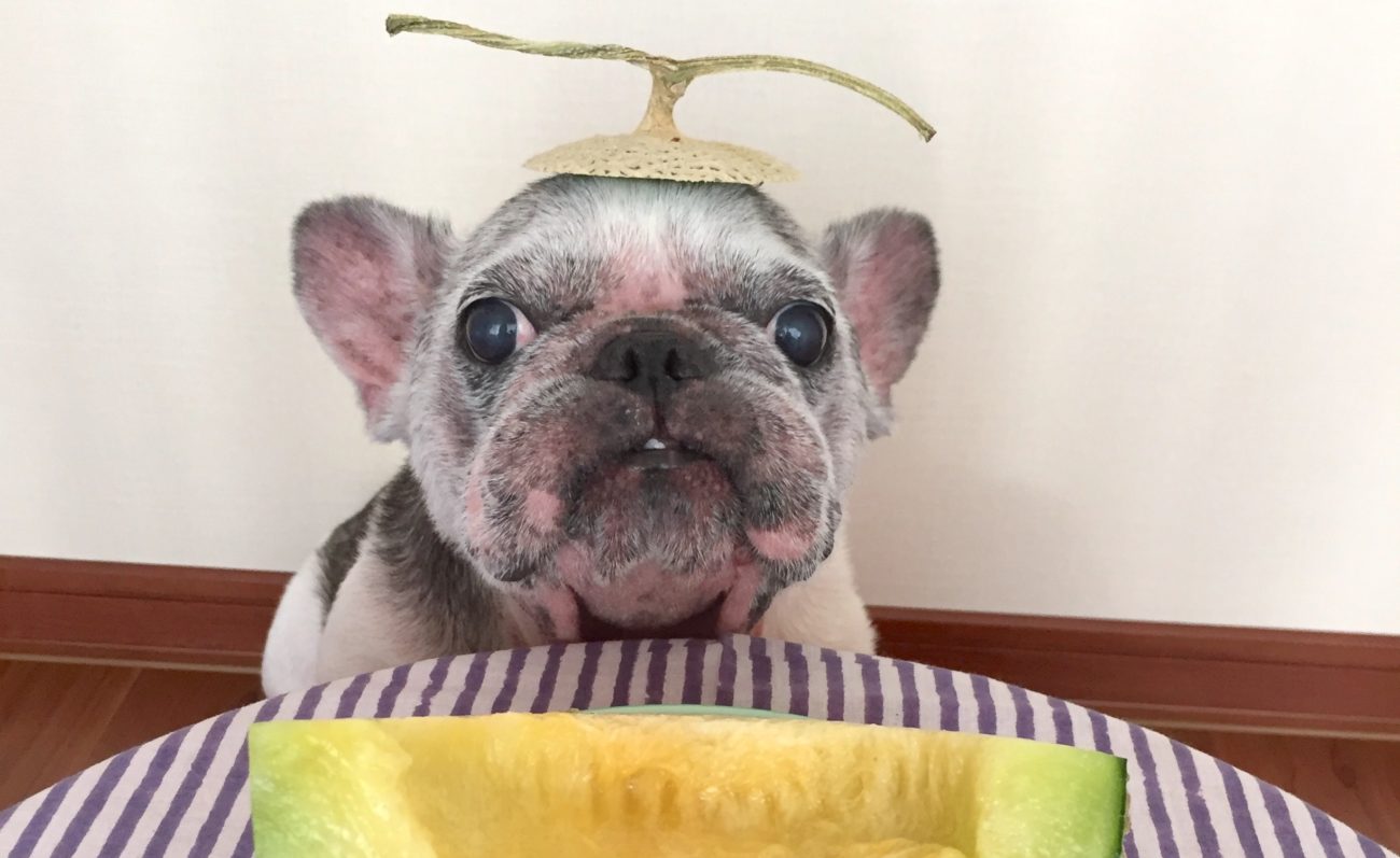 海外のご長寿フレンチブルドッグ大集合！ 〜14歳でもイキイキ！長生き