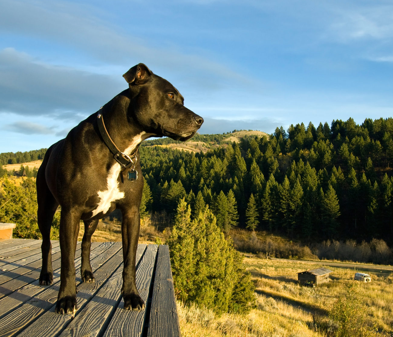 Savethe21 闘犬として育てられた犬たちに もう一度愛されるチャンスを フレンチブルドッグライフ