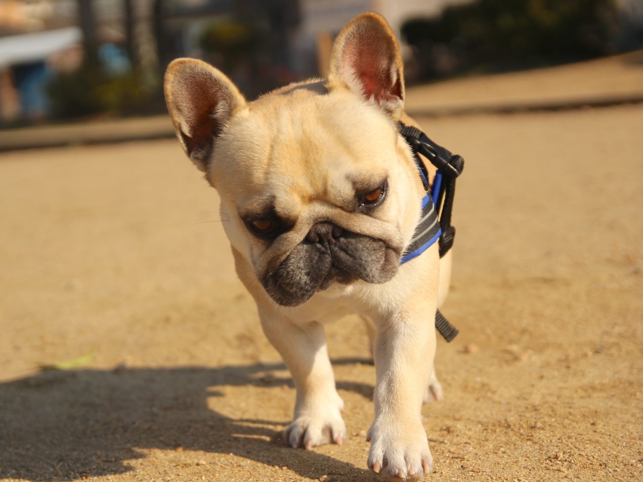 週の初めは Mondayface フレブルたちの不満顔で あなたは笑顔になっちゃう フレンチブルドッグライフ