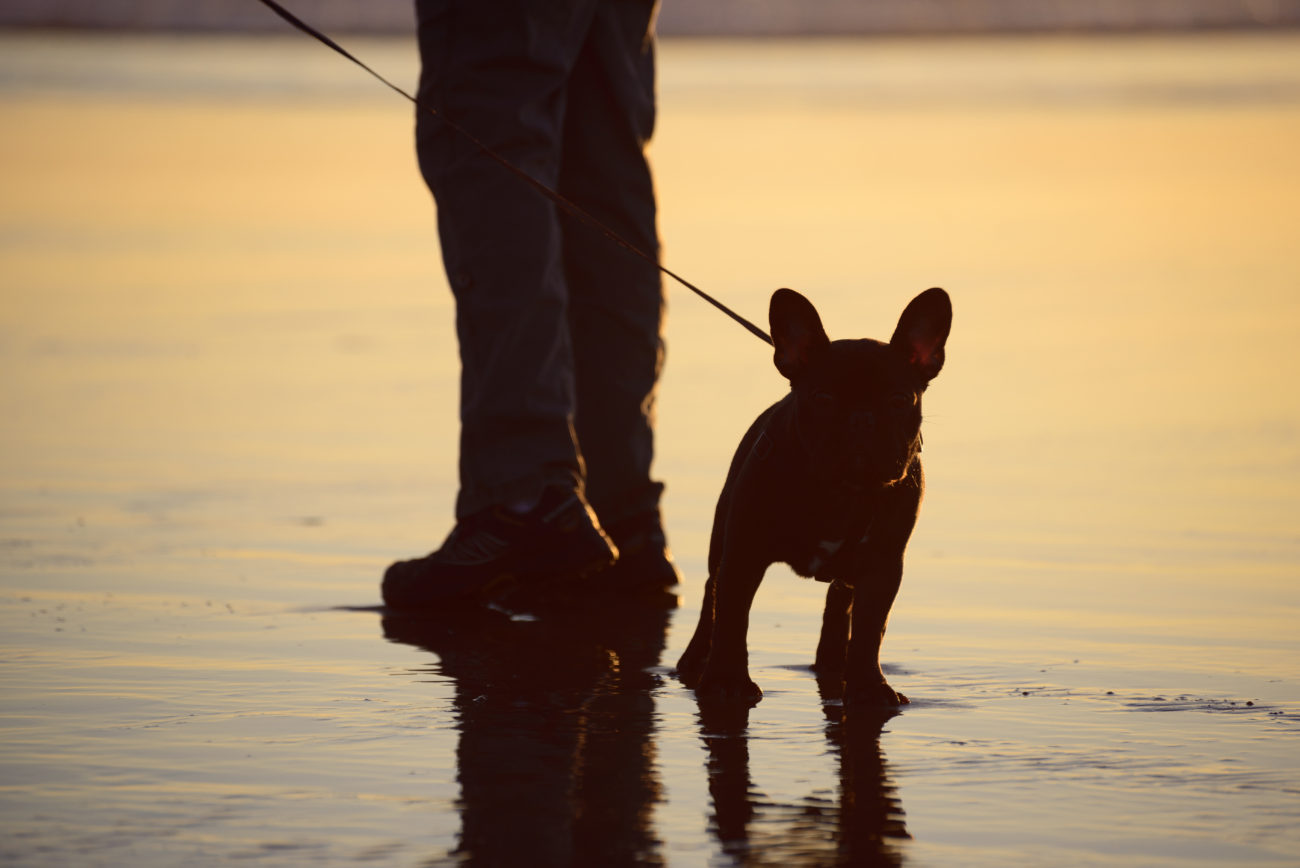 もう 影まで愛しいぞ フレンチブルドッグの 影 写真館 フレブルのシルエットは とてもcool フレンチブルドッグライフ