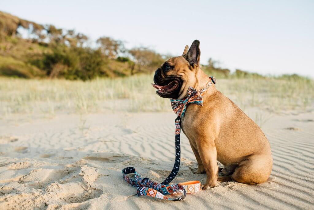 蝶ネクタイ付きの首輪がカワイイ！オーストラリア発「Big & Little