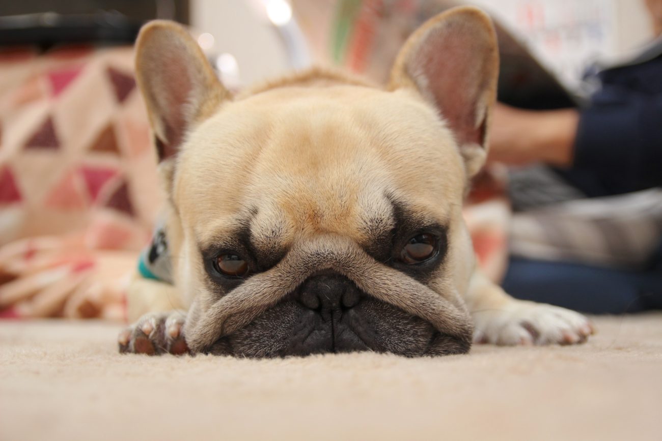 そんな顔しないで 深刻な顔で瞑想するフレンチブルドッグ 表情豊かな犬ならでは フレンチブルドッグライフ