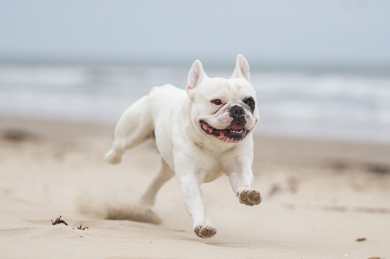 アイマスクを付けたフレンチブルドッグと、超イケメンな弟の最強コンビ