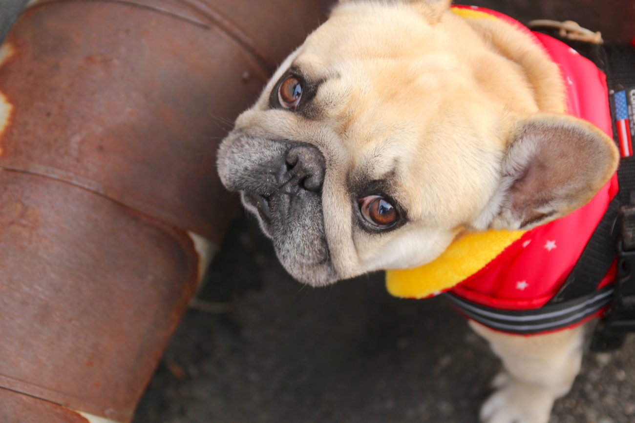 新ハッシュタグ Grumpyfrenchie がアツい 不機嫌なフレブルを投稿しよう フレンチブルドッグライフ