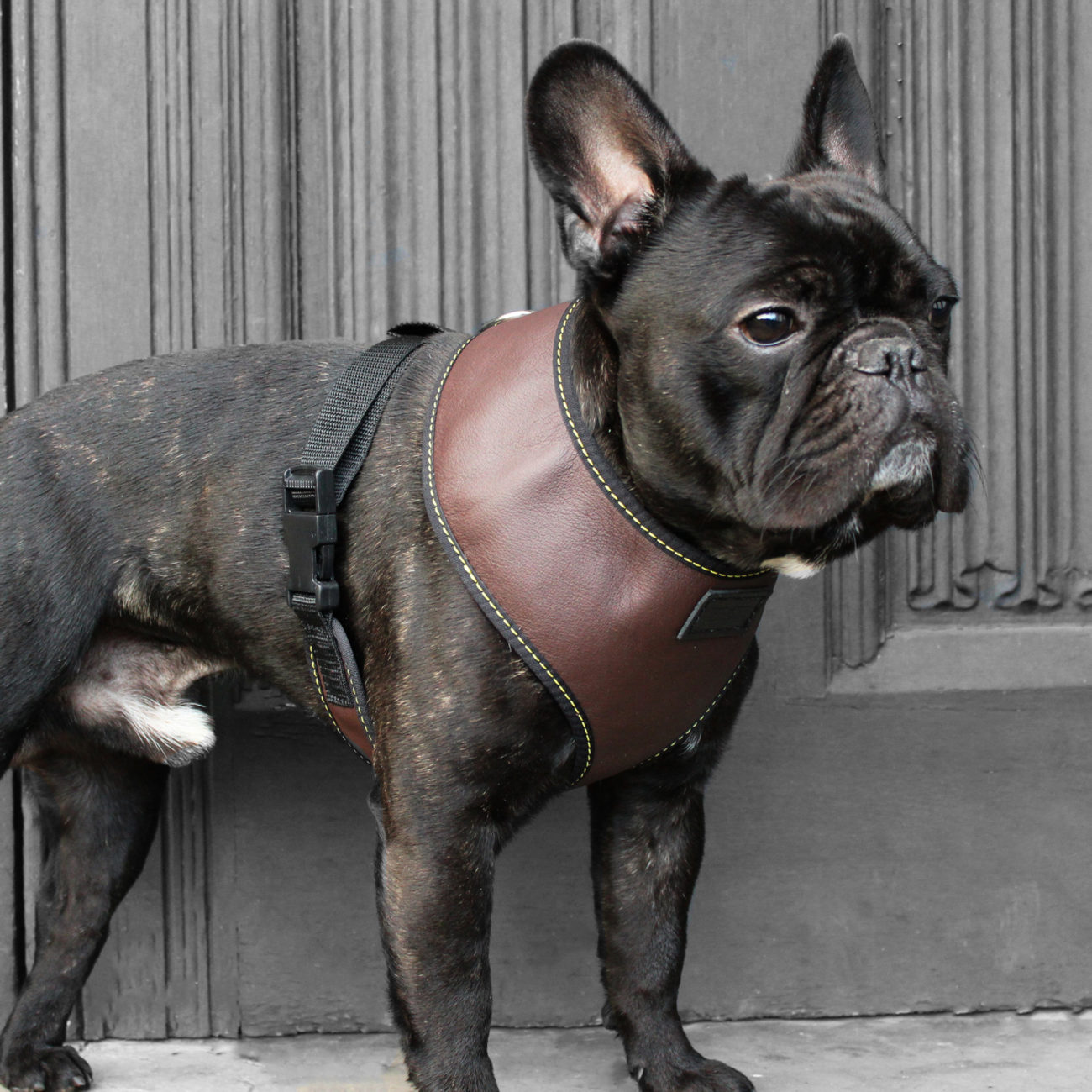 使い込むほど味が出る！UK生まれのレザーハーネス〜フレブルによく似合う〜 フレンチブルドッグライフ