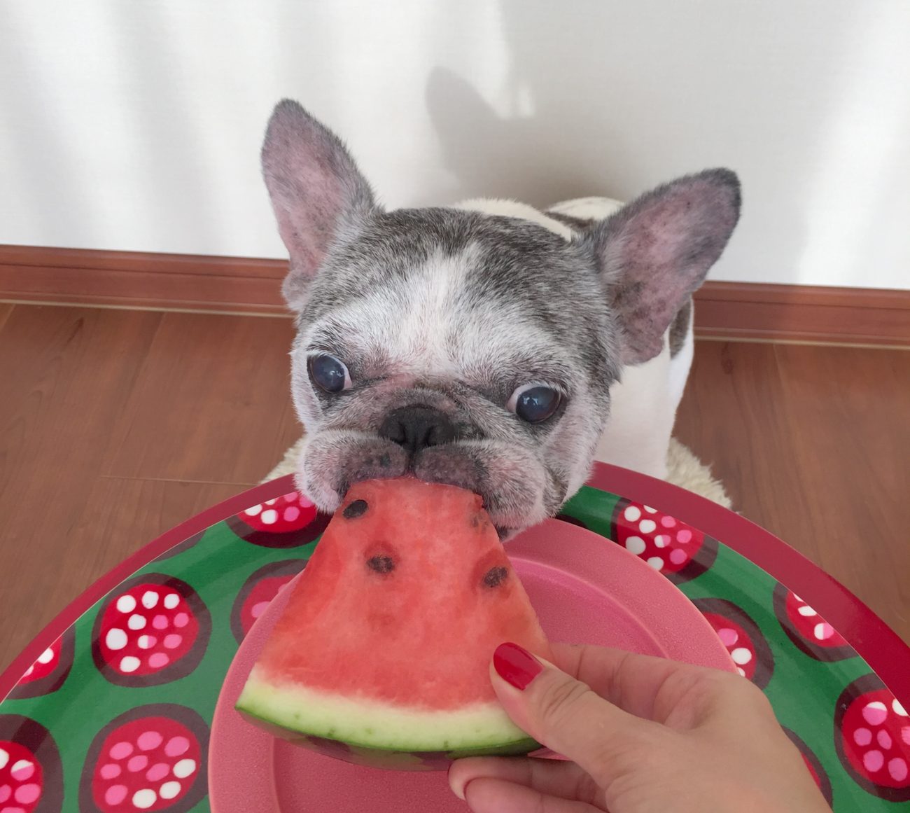 この夏ゼッタイに欲しい フレンチブルドッグのクールアイテム3選 安心のbulldoss ブルドス フレンチブルドッグライフ