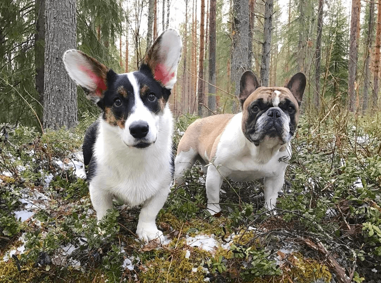 毎日がダブルおしり祭！コーギーと暮らすフレンチブルドッグ「Skott」 | フレンチブルドッグライフ