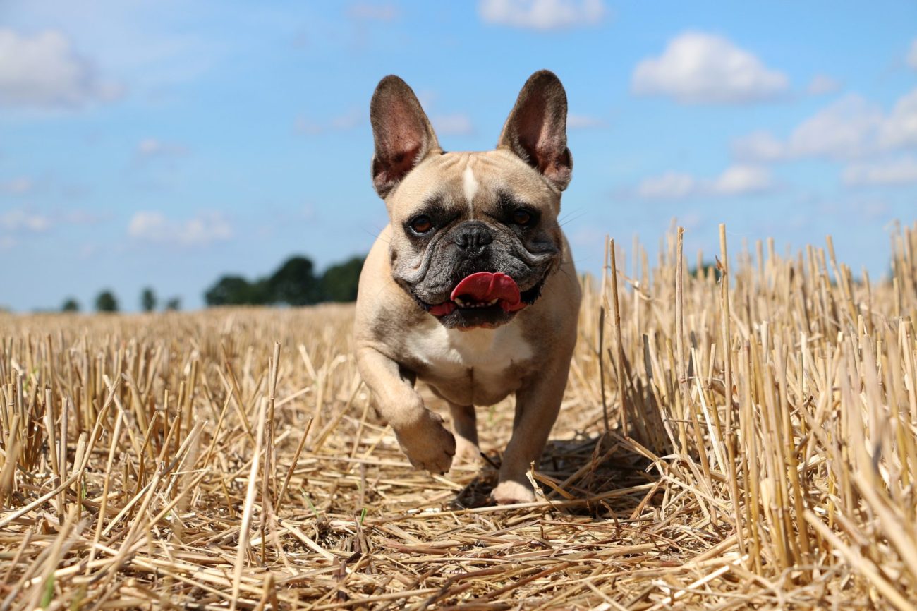 ビンテージ チョークウェア フレンチブルドッグ ブックエンド Bulldog