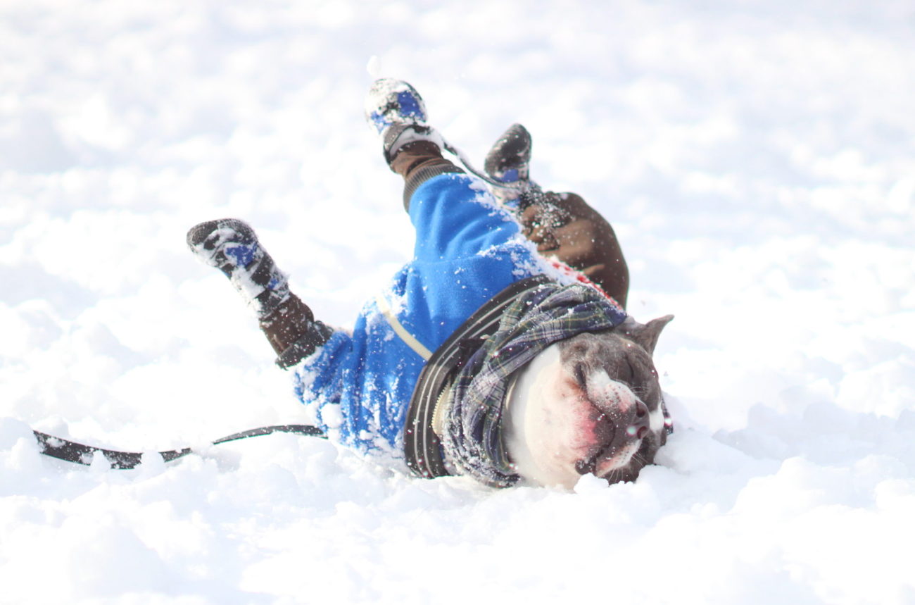 雪が降る地域で 犬の靴 が必要なワケ 塩カルは肉球の炎症を引き起こす フレンチブルドッグライフ