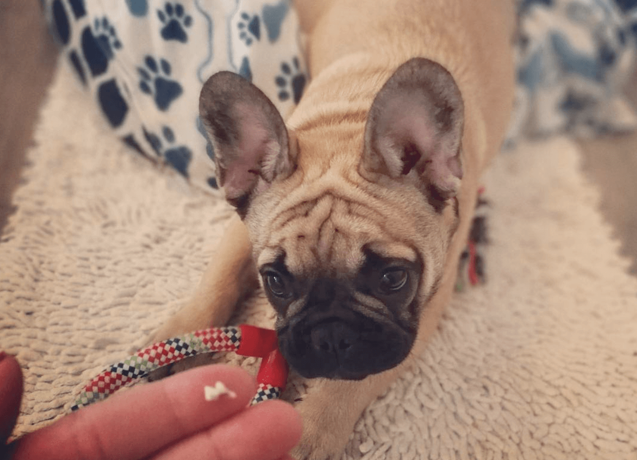 歯が抜けた フレブルたちの成長記録 フレンチブルドッグライフ