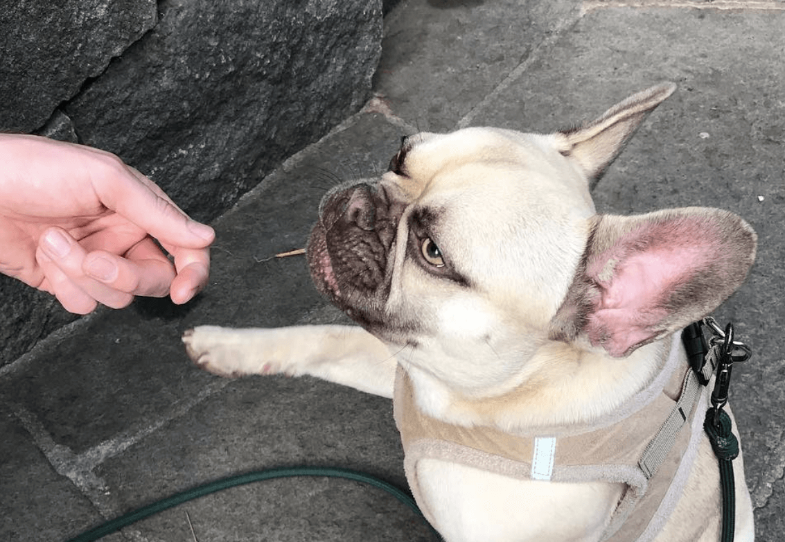 不思議な魅力！エキゾチックなフレンチブルドッグ「カルヴィン