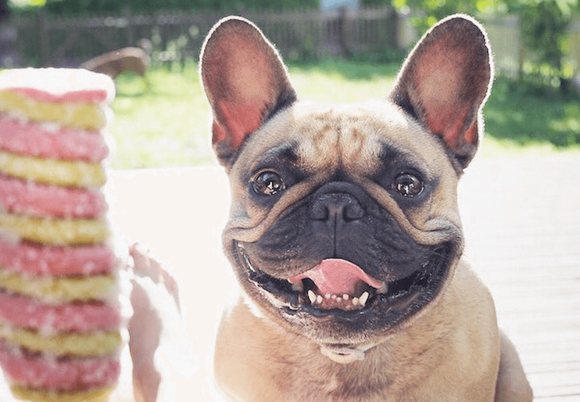 フレンチブルドッグの笑顔は イヤなこと全部吹っ飛ばす フレンチブルドッグライフ