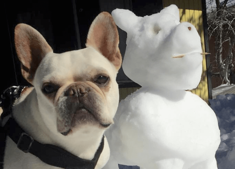 白いだるま!?フレンチブルドッグの雪遊び | フレンチブルドッグライフ