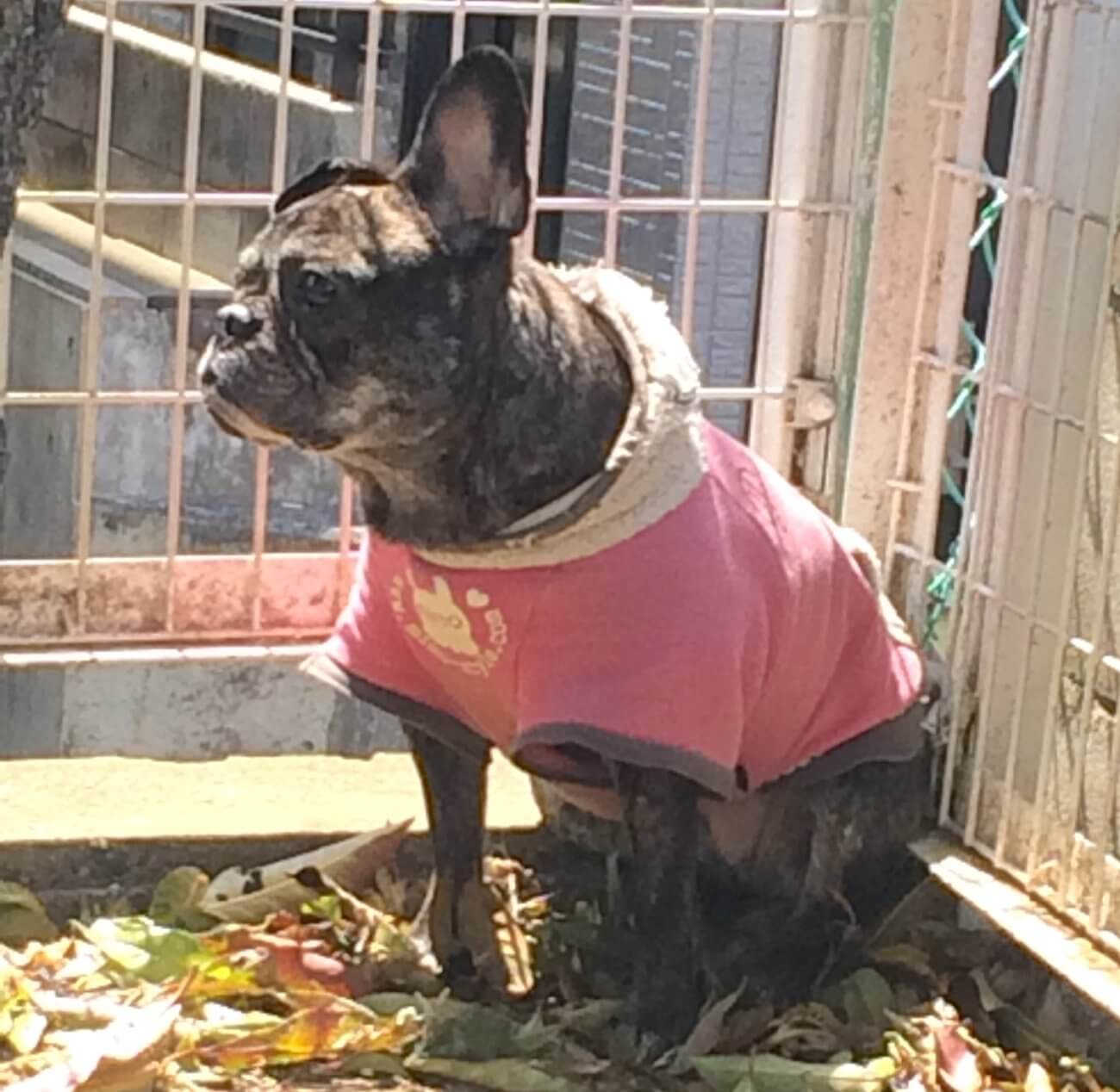 迷子犬
