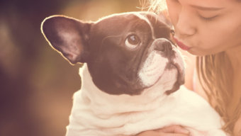 フレンチブルドッグ災害