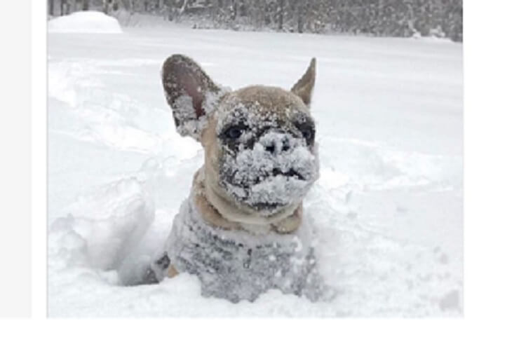 春なんてこなくていい!? フレブルたちの「雪遊び」が可愛過ぎ