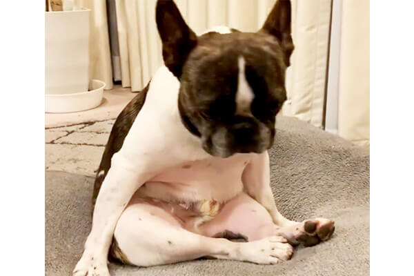あ…なんだかねむ…(ｽﾔ…)」どこでもどんな体勢でも眠れるフレブル