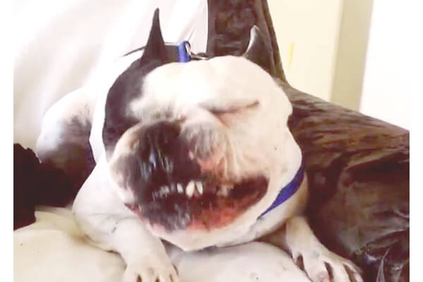 ﾍｯ ブゴッ くしゃみまで個性的とか フレブルって本当に おもしろおかしくって愛すべき存在 動画 フレンチブルドッグライフ