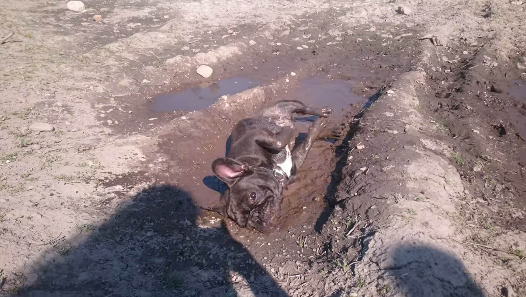 やだ 帰んない 泥風呂をお気に召したフレブル そこに泥がある限り みんな浸かりたくなるらしい 泥動画3本 フレンチブルドッグライフ