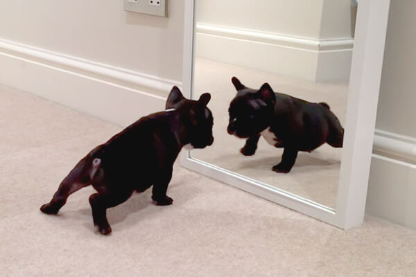 鏡に映る自分に全力で威嚇するフレブルパピー しかし 飼い主に撫でられたらすっかりゴキゲン 敵の存在を忘れた 動画 フレンチブルドッグライフ