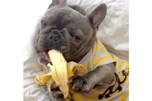 やっぱりね フレブル 人間説が この度バナナの食べ方で実証されました 動画 フレンチブルドッグライフ