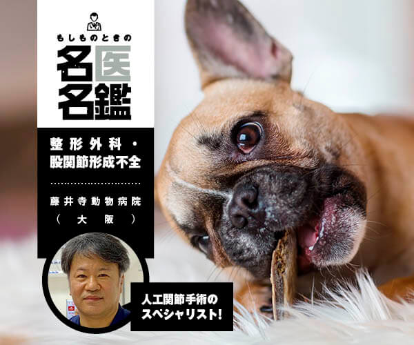 整形外科 股関節形成不全 歩けなかった犬が歩けるように 人工関節手術のスペシャリスト 藤井寺動物病院 大阪 フレンチブルドッグライフ