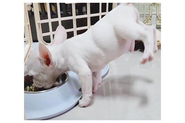 フワッ ご飯を食べていると無意識にお尻が浮いちゃうフレブルの子犬 謎だけどめっちゃカワイイ 動画 フレンチブルドッグライフ
