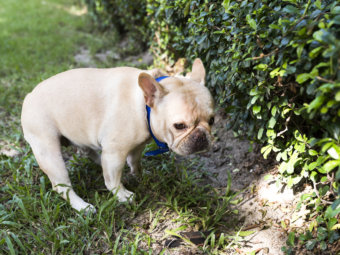 ワガママやガンコじゃない 犬が散歩中 歩かなくなる 違う方向に行きたがる 原因と対策は 愛ブヒの本音を知ろう フレンチブルドッグライフ