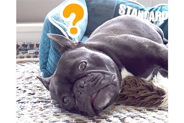 ほ 自分の寝言ボリュームがデカすぎて 驚いて目を覚ましたフレブル ひとりで勝手に忙しくしてるとか可愛すぎか 動画 フレンチブルドッグライフ