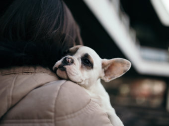 里親になるという選択 大切なのは 犬を待つこと 保護犬を迎えるための心構えとは フレンチブルドッグライフ