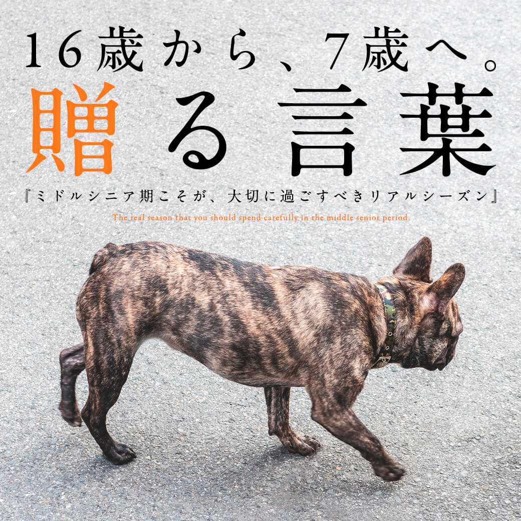 16歳から、7歳へ。贈る言葉【ミドルシニアって？〜老犬の手前で考える ..., 画像サイズ:1040x1040