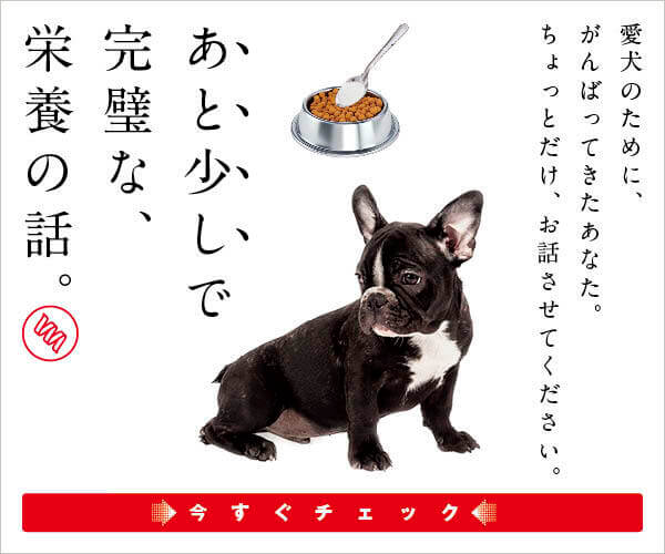 フレンチブルドッグの性格 基本情報 フレンチブルドッグライフ