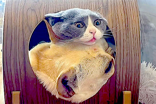 カプセル型ハウスの中でフレブルが プスゥ その威力に 同じ空間にいた猫の顔がまじヤバイ事になってた 動画 フレンチブルドッグライフ