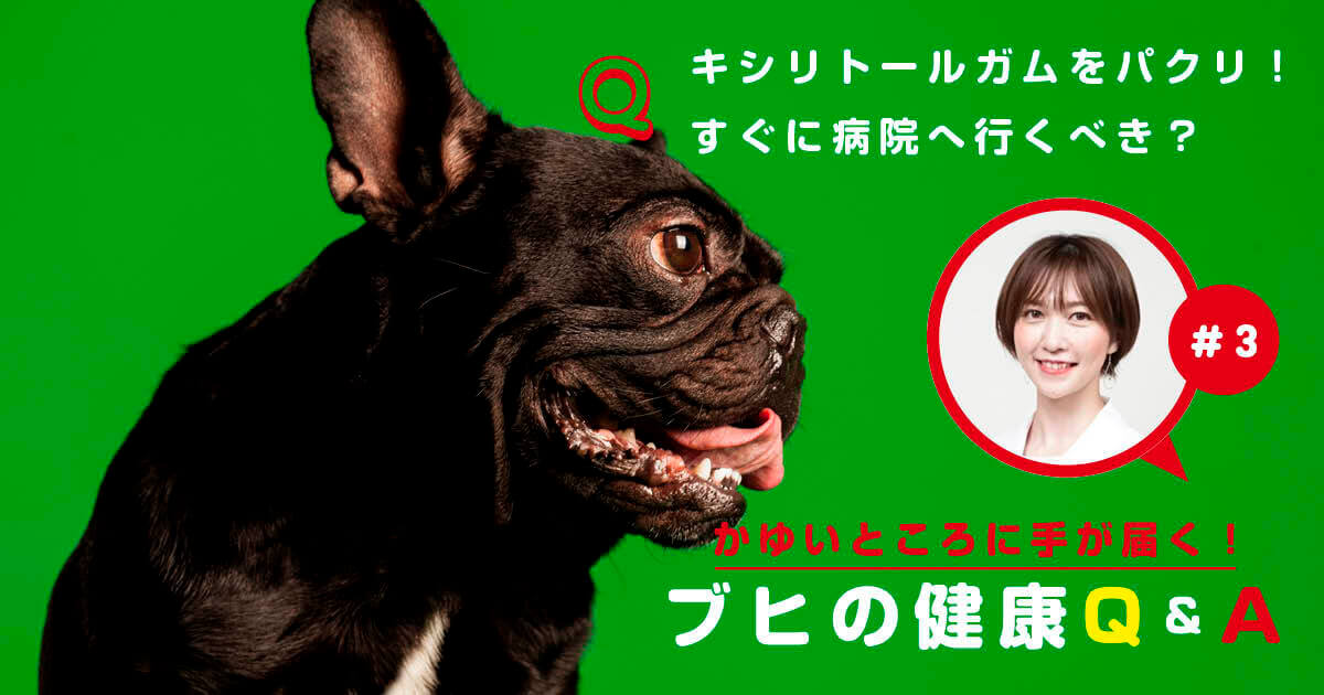 Qキシリトールガムを１粒だけパクリ すぐに病院へ行くべき ブヒの健康q A フレンチブルドッグライフ
