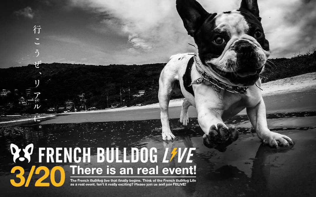 フレンチブルドッグ,イベント,French Bulldog LIVE,FB愛