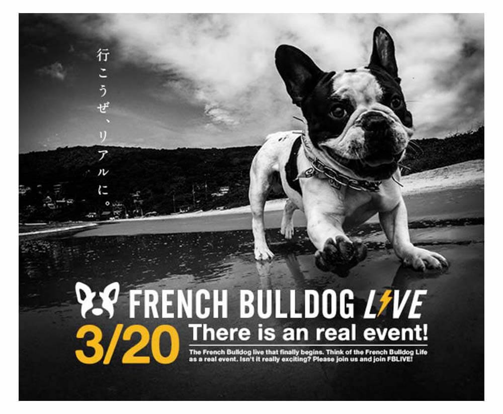 チケット販売開始 French Bulldog Live In Fb愛ー出展企業やコンテンツ紹介も フレンチブルドッグライフ