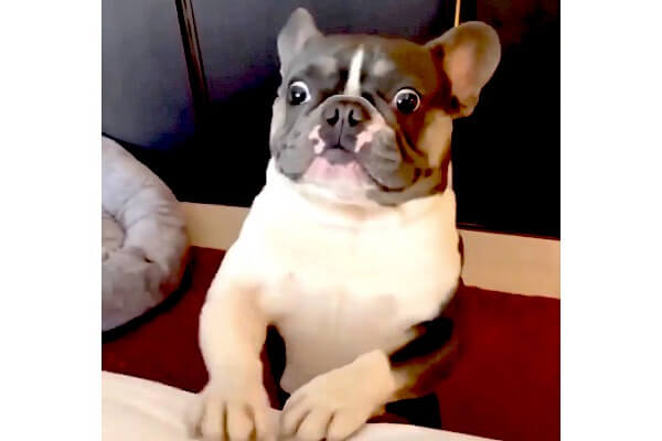 の せ て !!』のアピが顔芸になっちゃってるフレブルが熱血すぎて笑っ