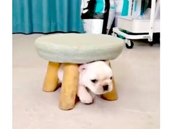 フレンチブルドッグ,動画