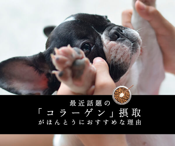 わかりやすく解説 最近話題の コラーゲン 摂取がほんとうにおすすめな理由 フレンチブルドッグライフ わかりやすく解説 最近話題の コラーゲン 摂取がほんとうにおすすめな理由 フレンチブルドッグライフ
