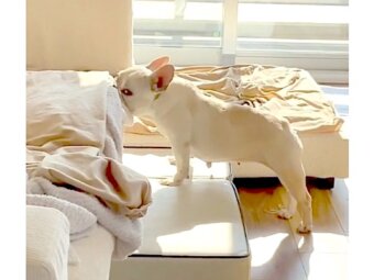 フレンチブルドッグ,動画