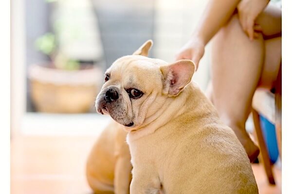 それ本当 研究結果によって明らかになった 犬は 甘える人を使い分ける説 その真相 フレンチブルドッグライフ