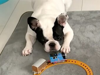 ジッ 赤ちゃんのおもちゃで遊びたいけど グッと我慢して譲るフレブル 優しさに胸が熱くなるよ 動画