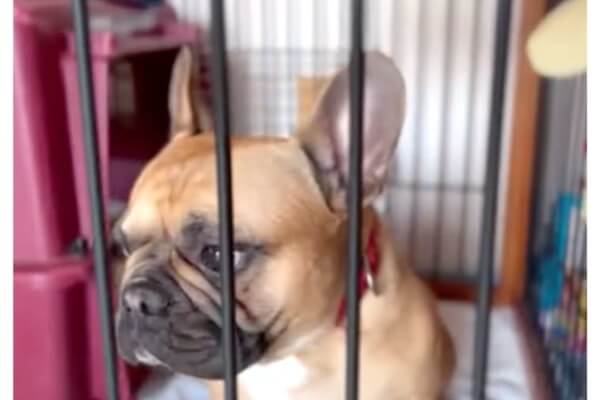 イタズラがバレた 飼い主から目を逸らしお叱りをスルーするフレブル わかりやすいな 動画 フレンチブルドッグライフ