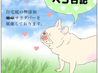 フレンチブルドッグ,ペコ日記