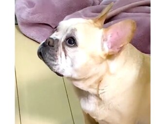 フレンチブルドッグ,動画