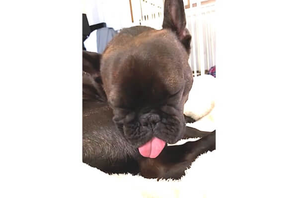 自分のおならで目が覚めた 急な臭いに戸惑いを隠せないフレブル 舌まで出ちゃってた 動画 フレンチブルドッグライフ