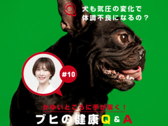 ブヒの健康Q&A